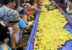 Kayısı ihracatı düştü