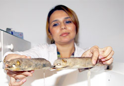 Farelerden koleksiyon yaptı