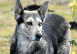 Van kedisi değil sokak köpeği