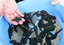 Avrupa'ya "tıbbi sülük" ihraç ediyoruz