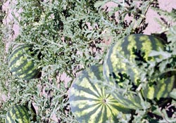 Karpuza Avrupa Kupası dopingi