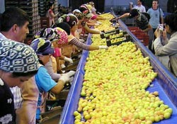 Kayısı ihracatı düştü