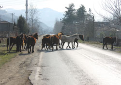 Başıboş atlar tehlike saçıyor!