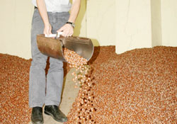 Fındık piyasaları gergin