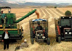 Amik Ovası'nda buğday bereketi