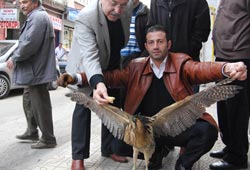 Merak, kuş gribi korkusunu yendi