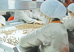 ORGANİK FINDIĞA HÜCUM