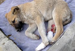 Yaralı köpeğe esnaf sahip çıktı