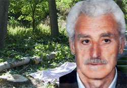 KESTİĞİ AĞAÇ SONU OLDU