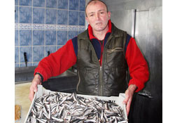 Hamsiye ''Fransız'' kalmadılar