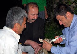 Yavru karaca Milli Parklar'a teslim