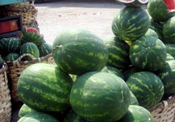 Karpuz üreticisi zor durumda