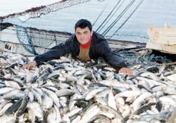 Tek seferde 25 ton kefal yakalandı