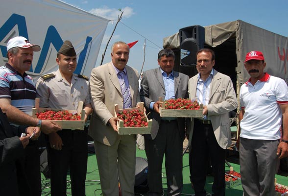 Festivalde çilekler yarıştı