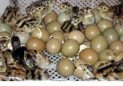 Sülünler canlı yayınla yumurtadan çıkıyor