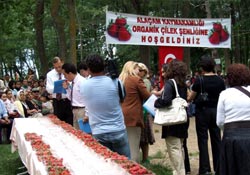 Alaçam'da çilek şenliği