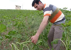 Tarım arazilerini dolu vurdu