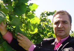 Fındıkta don hasarı tespit ediliyor