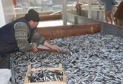 Balıkçılar karavana satıyor