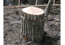 Üretici için yeni bir gelir kapısı