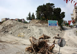 Bu ağaçlara kıymayın!