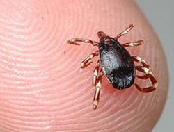 Eline aldığı kene öldürdü!