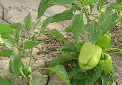 Karadeniz, üretimde potansiyel'