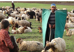 Yüksek maaşı duyan çobanlar geri döndü