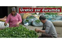 KONTENJAN PERİŞAN ETTİ