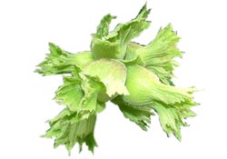 Fındıkçıyı rahatlatan açıklama