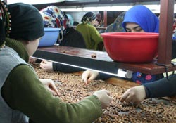 İç fındık ihracata damgasını vurdu