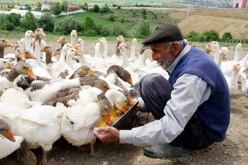 İç Anadolu Bölgesi'nin kazlarını karşılıyor