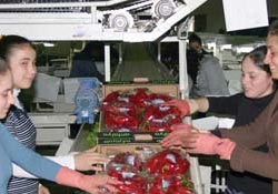 İhracatta yeni düzenleme