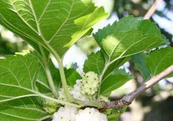 Dut hem meyve hem ilaç