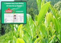 Başbakan Erdoğan, ÇAYKUR'a kayıtlı çıktı