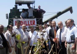 Ayçiçeği hasadı başladı