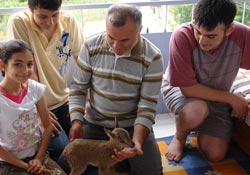Evde dağkeçisi besliyorlar