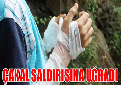 ÇAKAL SALDIRISINA UĞRADI