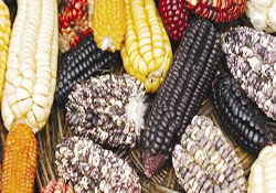 Soframızda kitle imha silahları var