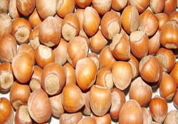 Trabzon'da Fındık Kurutma Merkezi kuruluyor