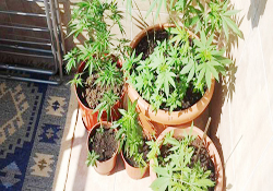 Evin balkonunda kenevir tarlası