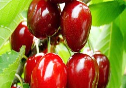 Kiraz dalındayken 7 liradan alıcı buluyor