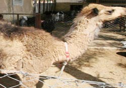 Turistik develer Türkiye'ye kaçak girdi!