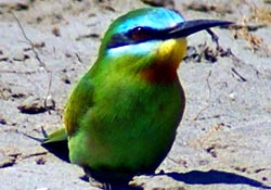 'Kuş Cenneti'nde yeni kuş türü