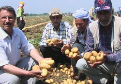 Patates güldürdü