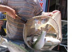 Somonun canlısı 5 YTL