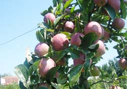 Zirai ilaçlara denetim