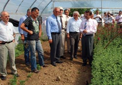 Kesme çiçek tarla günü