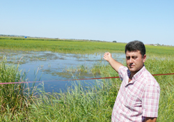 Çeltik üreticileri dertli!