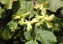 Fındık bol, çalıştıracak işçi yok